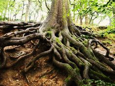 a large tree with many roots growing out of it's sides in the woods