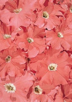 pink flowers with white centers in the middle