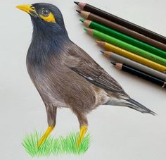 a drawing of a bird with colored pencils next to it