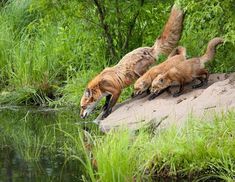 two foxes are playing in the water near some tall grass and trees, while another one is trying to catch something