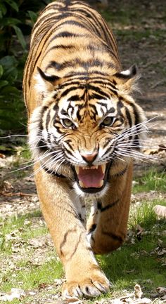 a large tiger walking across a lush green field