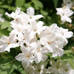 white flowers with green leaves in the background