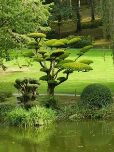 a small pond in the middle of a lush green park