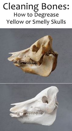 two different views of the same animal's skull, with text that reads cleaning bones how to degrease yellow or smell skulls