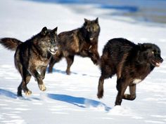 three wolfs running in the snow with a quote about life gives us choices you either grab on both hands and just go for it