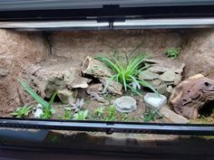 an aquarium with rocks and plants in it