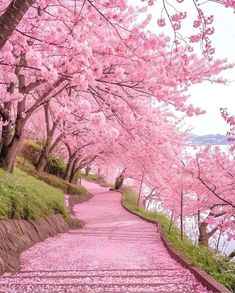 a pathway that is lined with pink flowers