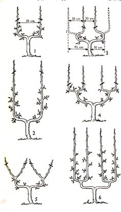 four different types of trees and their branches are shown in black ink on white paper