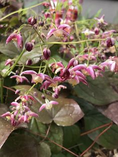 some pink flowers and green leaves on the ground