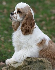 a brown and white dog sitting on top of a rock