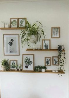 some plants and pictures are hanging on the wall