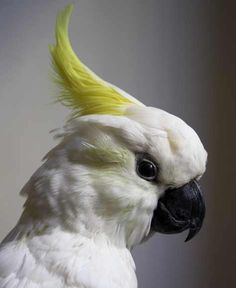 a white and yellow cockatoo with its hair in the wind