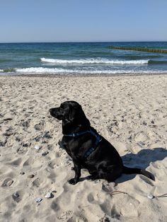 a black dog sitting on top of a sandy beach