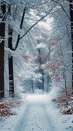 a snow covered road surrounded by trees and bushes with lots of snow on the ground