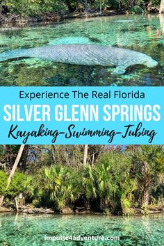 silver glenn springs in florida with text overlay reading experience the real florida silver glenn springs