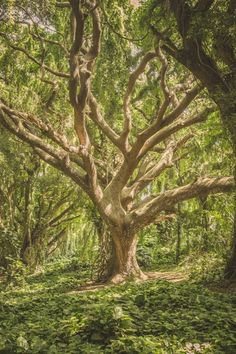 an old tree in the middle of a forest with lots of green leaves on it