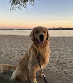 a golden retriever sitting on the beach with its tongue hanging out and looking at the camera