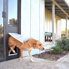 a brown dog standing in front of a door