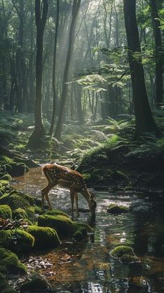 a deer drinking water from a small stream in the middle of a forest with moss covered rocks