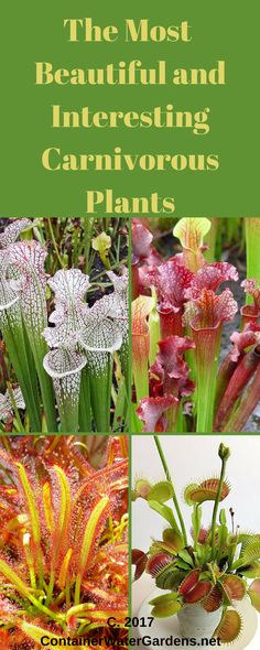 the most beautiful and interesting carnivors plants