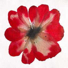 a red and white flower is shown on a white background with black dots in the center