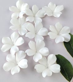 several white flowers with green leaves on a table