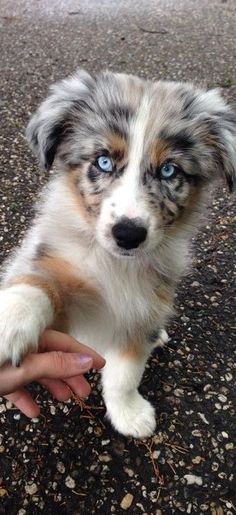 a small dog with blue eyes sitting on the ground next to someone's hand