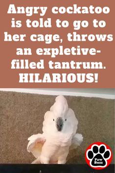 an angry cockatoo is told to go to her cage, throws an expletive - filled tantrum hilarious