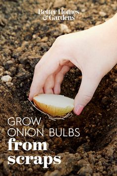 a hand scooping out an apple from the ground with text overlay that reads, grow onion bulbs from scraps