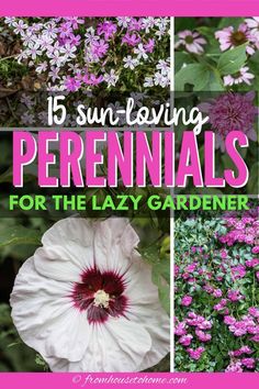 flowers with text overlay that says 15 sun loving perennials for the lazy gardener