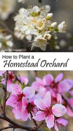 pink flowers with the words how to plant a homestead orchard