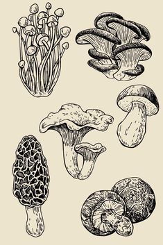 Tato Flash, Easy Drawing Steps, Mushroom Tattoos, Mushroom Drawing, Pencil Drawings Easy, Wood Carving Tools, Mushroom Art, Carving Tools, Sketchbook Art Inspiration