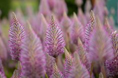 purple flowers are blooming in the garden