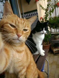 two cats sitting next to each other on a bench in front of potted plants