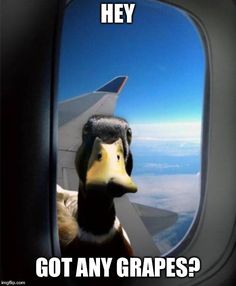 a duck is looking out an airplane window