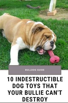 a bulldog chewing on a toy in the grass with text overlay that reads, 10 indestructible dog toys that your bullie can't destroy