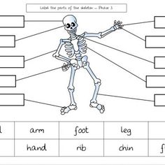 a skeleton worksheet with words and pictures to describe the parts of the body