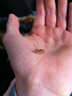 a small insect sitting on the palm of someone's hand