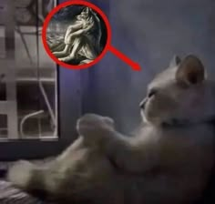 a white cat sitting on top of a bed next to a window with an image of a woman