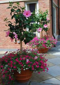 three potted plants with pink flowers in front of a brick building