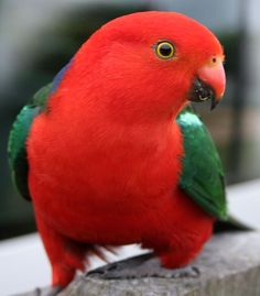 a red parrot sitting on top of a wooden post