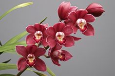 red orchids with green leaves in front of a gray background