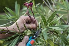 a person cutting branches with scissors in front of some leaves and flowers on the tree