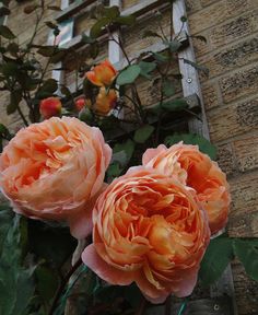 two peach colored roses in front of a building