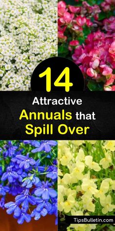 14 Attractive Annuals that Spill Over Red And Purple Flower Containers, Verbena Container Ideas, Spiller Flowers For Pots, Filler Thriller Spiller Planters Full Sun, Fillers Spillers And Thrillers, Thriller Filler Spiller Ideas Planters, Trailing Flowers For Pots, Bacopa Plant Container Gardening, Full Sun Spiller Plants