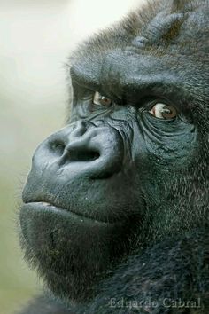 a close up of a gorilla's face with an expression on the camera lens