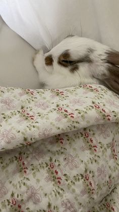 a white and brown rabbit laying on top of a bed next to a pillow covered in blankets