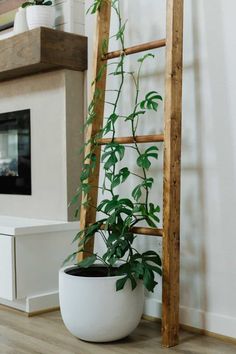 a potted plant sitting on the floor next to a ladder