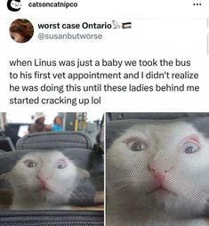 a cat is peeking out from behind a mesh bag with the caption, when person was just a baby we took the bus to his first appointment and didn't