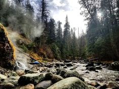 a stream running through a forest filled with lots of rocks